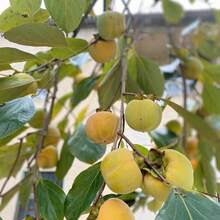 Flower Seeds - View 3