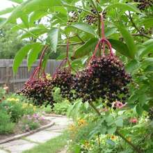 Flower Seeds - View 6