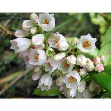 Semillas de flores - Ver 4