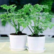 Flower Seeds - View 3
