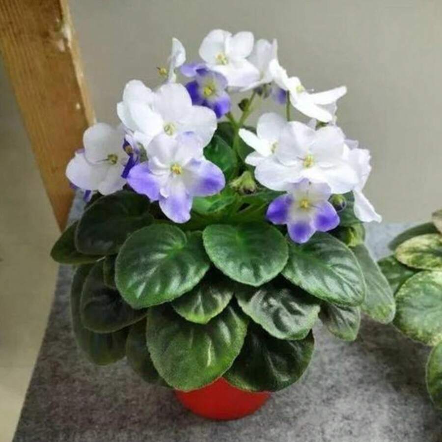 Flower Seeds - View 1