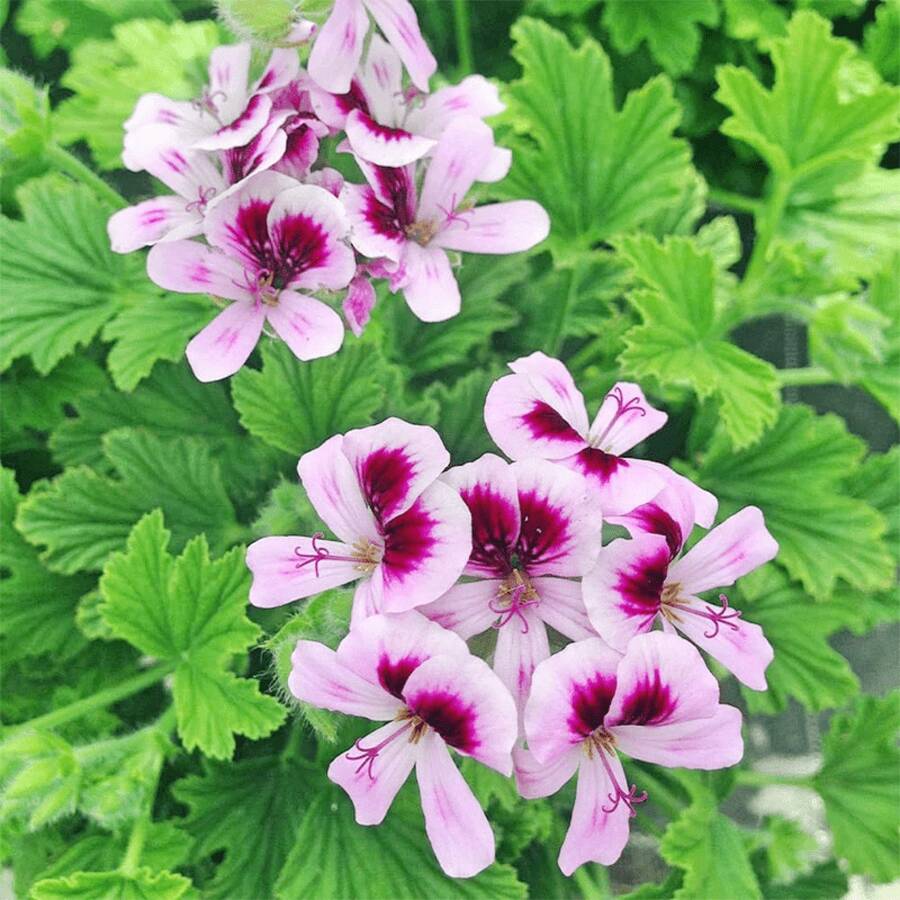 Flower Seeds - View 1