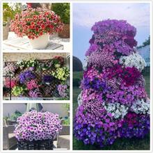 Flower Seeds - View 4