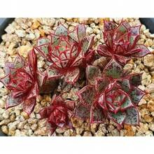 Flower Seeds - View 4
