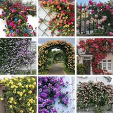 184 High Germination Ratepcs/Mixed Seeds Climbing Roses For Planting - Pretty Climbing Outdoors Ornamental Roses Flowers Rosa Bush Vine Climber Long-Blooming - 184pcs - View 4
