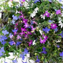 Série Regatta Lobelia Rose ~500 Graines – Pastilles de Graines Multiples – Lobelia erinus Trepetteuse – Annuelle pour Paniers Suspendus, Contenants et Bordures – 9 Couleurs Vives – Délai de Floraison : 77-84 Jours - Voir 3