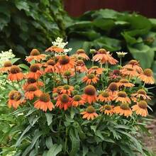127 Graines de Chrysanthème Magnifiques pour la Plantation dans un Jardin Ensoleillé - Voir 1