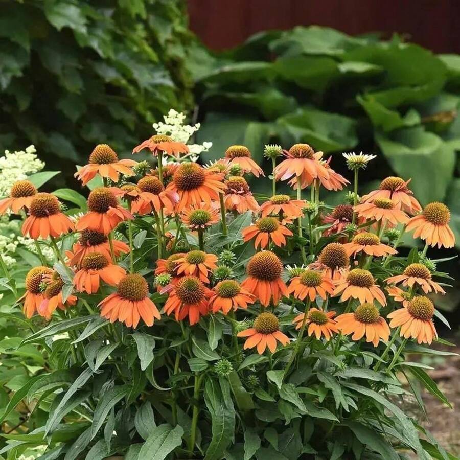 127 Graines de Chrysanthème Magnifiques pour la Plantation dans un Jardin Ensoleillé - Voir 1