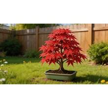 50 Graines d'Érable pour la Plantation, Érable Ornemental Vibrant, Beau Feuillage Automnal, Facile à Cultiver, Plante Vivace et Robuste pour Jardin, Balcon, Patio, Cour, Aménagement Paysager, Graines d'Érable Décoratives à Croissance Rapide - Voir 3