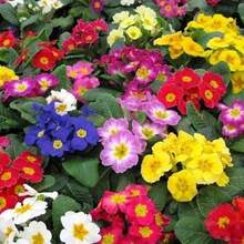 Flower Seeds - View 2