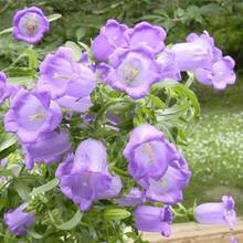Sementes de flores - Ver 3