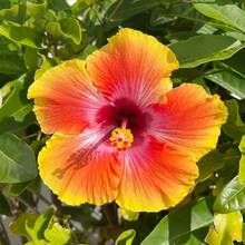 Flower Seeds - View 4