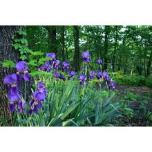 Flower Seeds - View 2