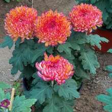 Plant Seeds - View 1
