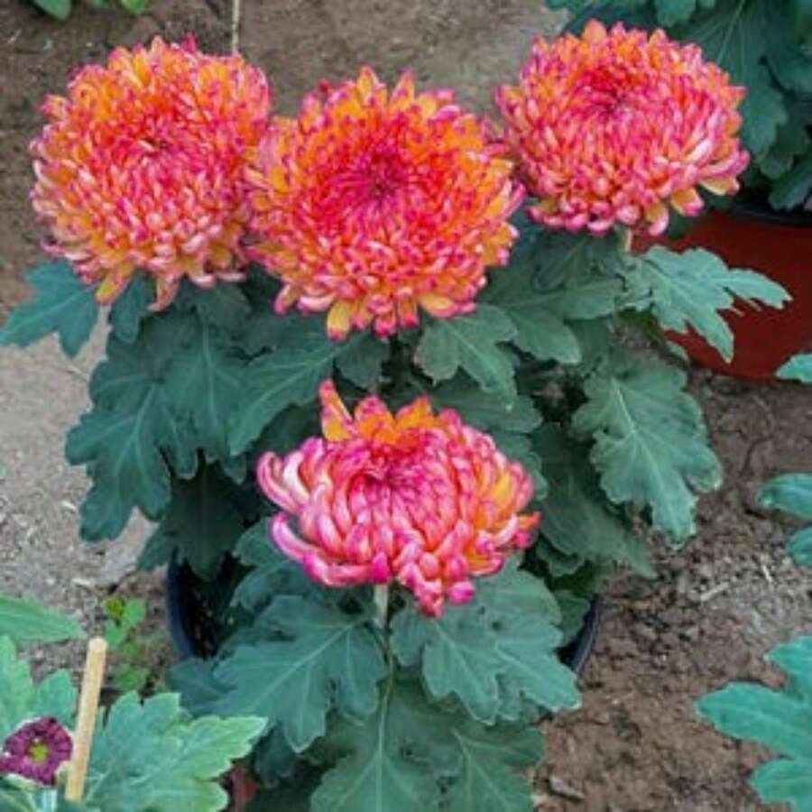 Plant Seeds - View 1