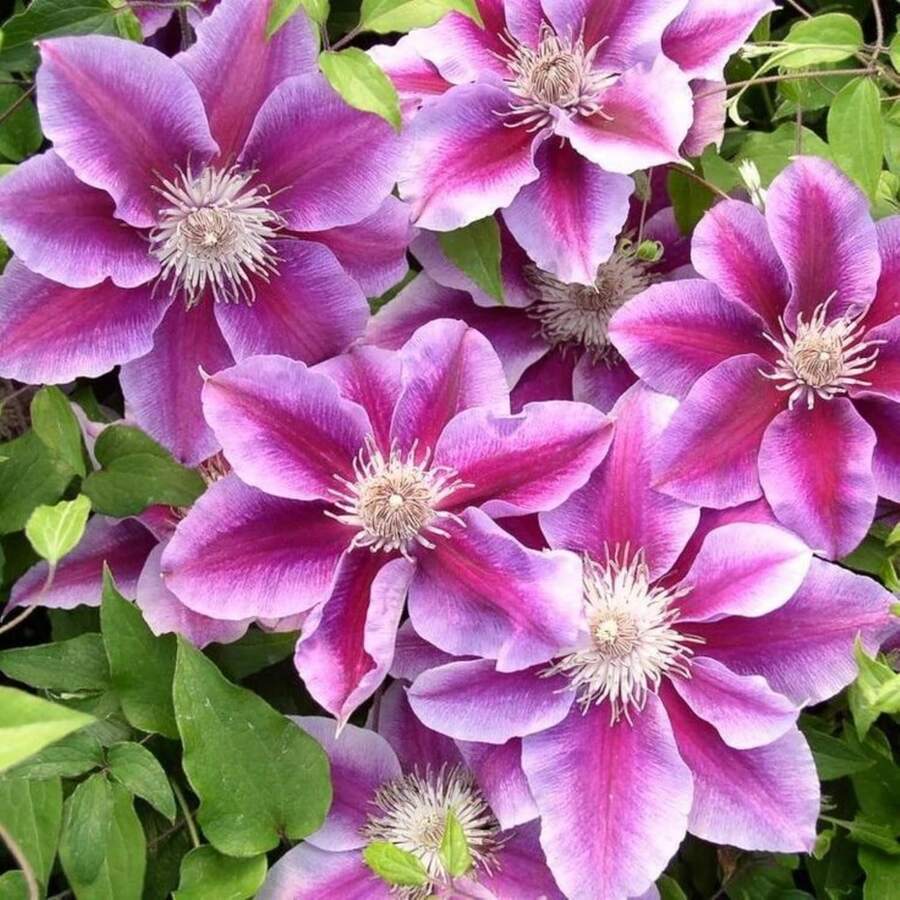 276 graines de plantes, graines de fleurs, graines de clématite, grimpantes, non-OGM, graines anciennes, graines de fleurs vivaces, fleurs de jardin - Voir 1
