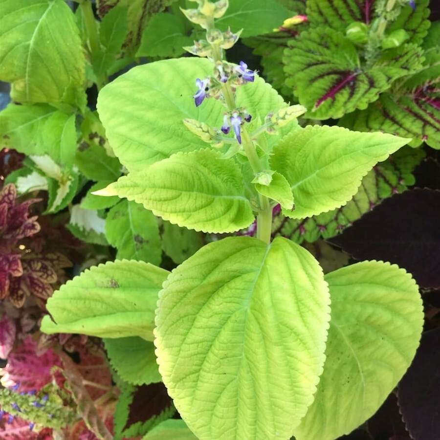 Flower Seeds - View 1