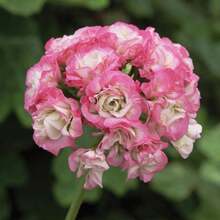 Graines de Géranium Zonal Pelargonium 'Appleblossom Rosebud' Plante Perenne Tendre Résistante à la Sécheresse pour Patio, Jardinière, Extérieur 110 Graines par YEGAOL Garden - Voir 7