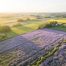 Flower Seeds - View 5