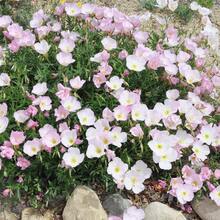 Flower Seeds - View 4