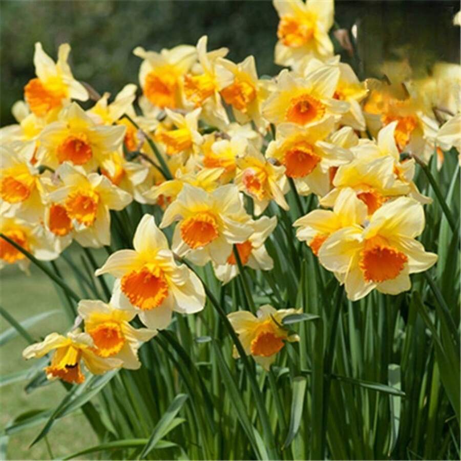 Flower Seeds - View 1