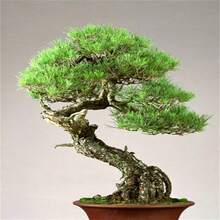 189 Japanese Potted Black Pine Tree Suitable For Gifts---Each Package With Products Name Label - 189pcs - View 3