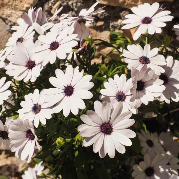 Flower Seeds