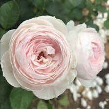 Pink Earth Angela Multi-Flower Rose Seeds - Perennial - Authentic Seeds - Mixed Seeds - SEED - View 2