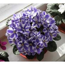 Flower Seeds - View 2