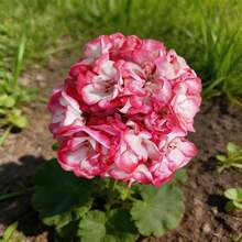 100 Graines de Géranium, Plantes à Fleurs à Croissance Stable pour Jardin Domestique et Usage Ornemental Quotidien - Voir 5