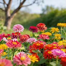 Flower Seeds - View 8