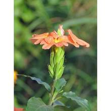 Seeds OrganicOrange Firecracker Flower Seeds (70) - Crossandra Infundibuliformis - 變體1 - 查看 2