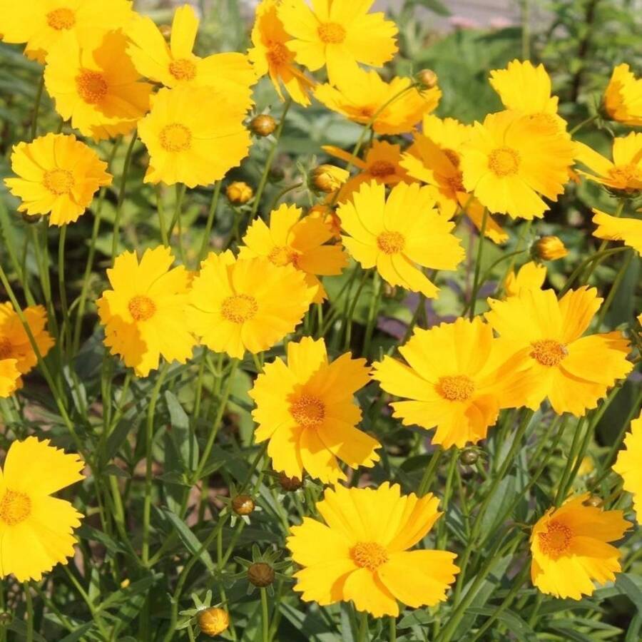 Bloemzaden - Bekijken 1