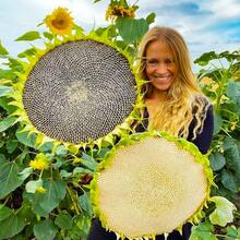 Semillas de girasol, flores perennes de exterior, plantas perennes de cobertura del suelo, plantas de interior y exterior, plantas para plantar, plantas herbáceas, jardinería, adecuado para amantes de las plantas como un regalo de la naturaleza, entrega local. - 50 piezas/semillas - Ver 5