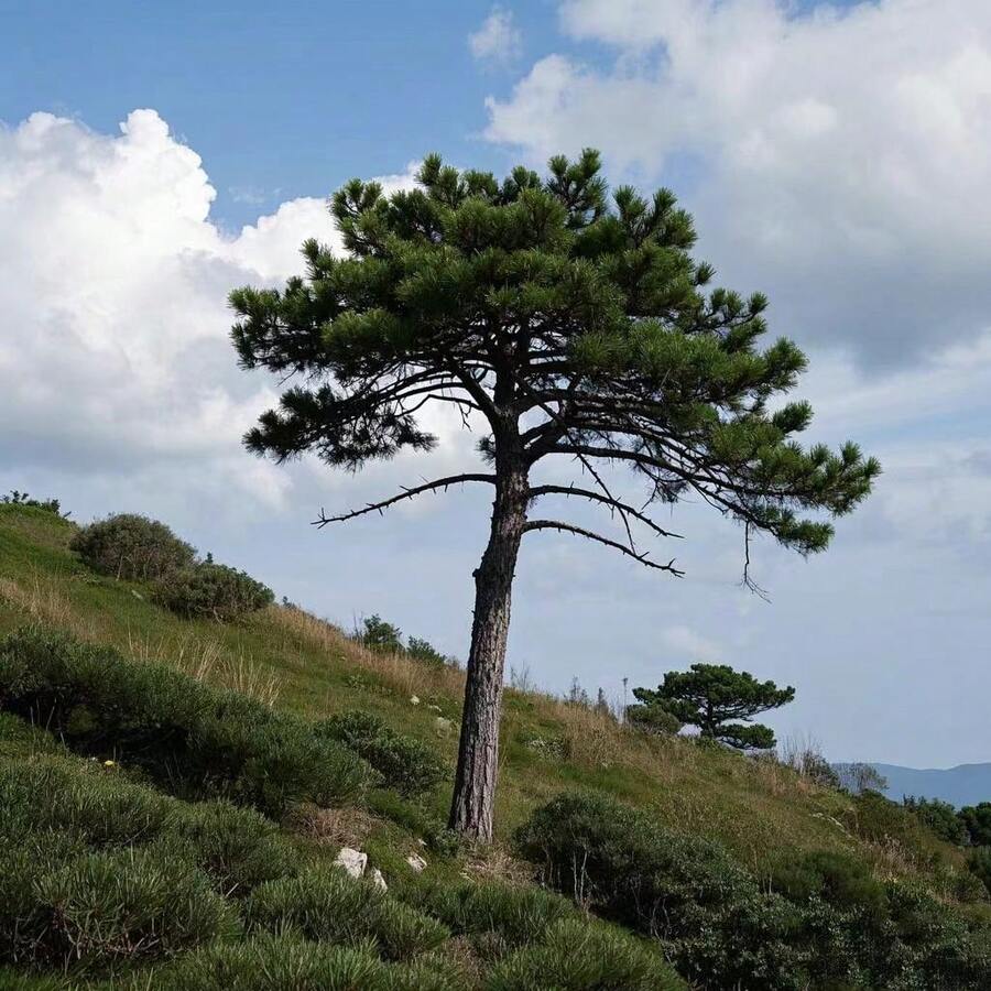 436 graines de fleurs -- Bonsaï d'épicéa, décoration de jardin, fleurs et plantes d'extérieur, idéal pour les amoureux des plantes comme cadeau de la nature. - Voir 1