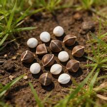 Flower Seeds - View 2