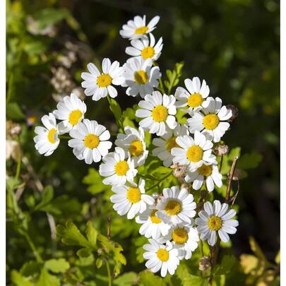 Flower Seeds