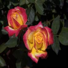 239Pcs Rose Seeds Potted Garden Flower Planting - 239 - View 1