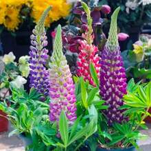 Flower Seeds - View 3