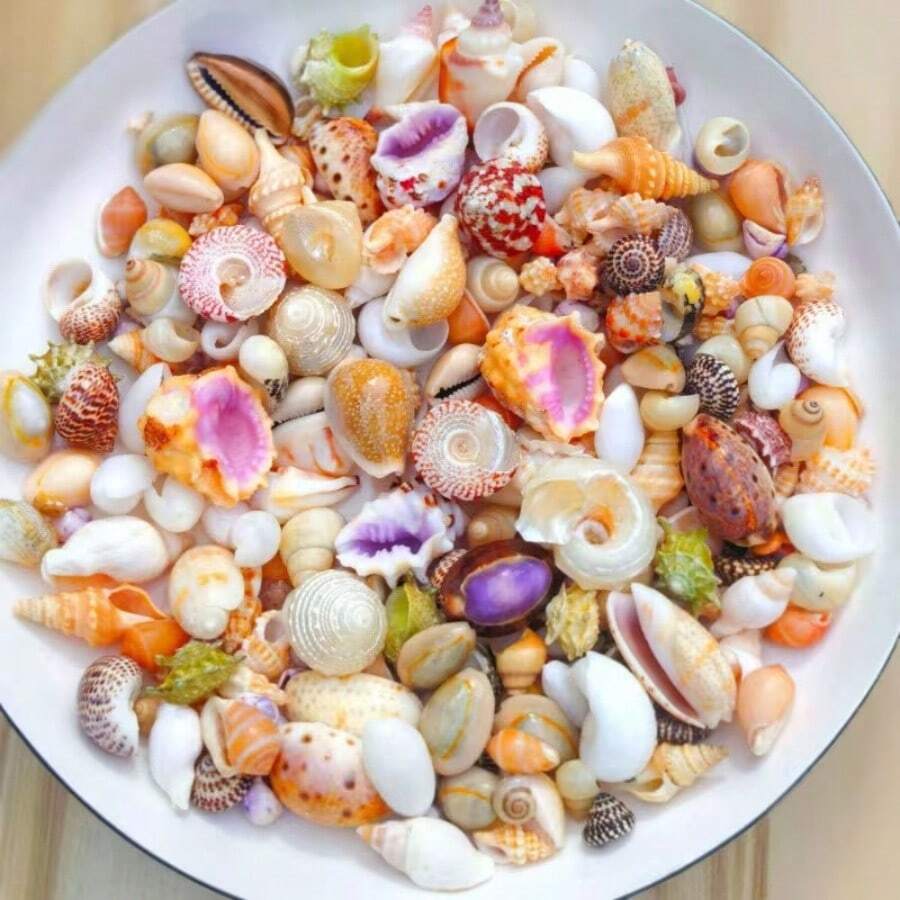 50克贝壳,精美的水族箱装饰品,可用于美化您的家庭鱼缸。它们既实用又美观。 - A - 查看 1