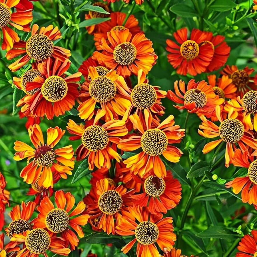 Semi di fiori - Visualizzare 1