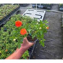 Flower Seeds - View 2