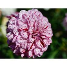Flower Seeds - View 2