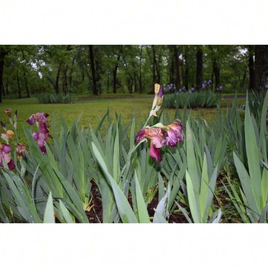 Flower Seeds - View 1