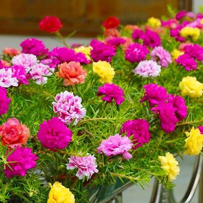 Flower Seeds