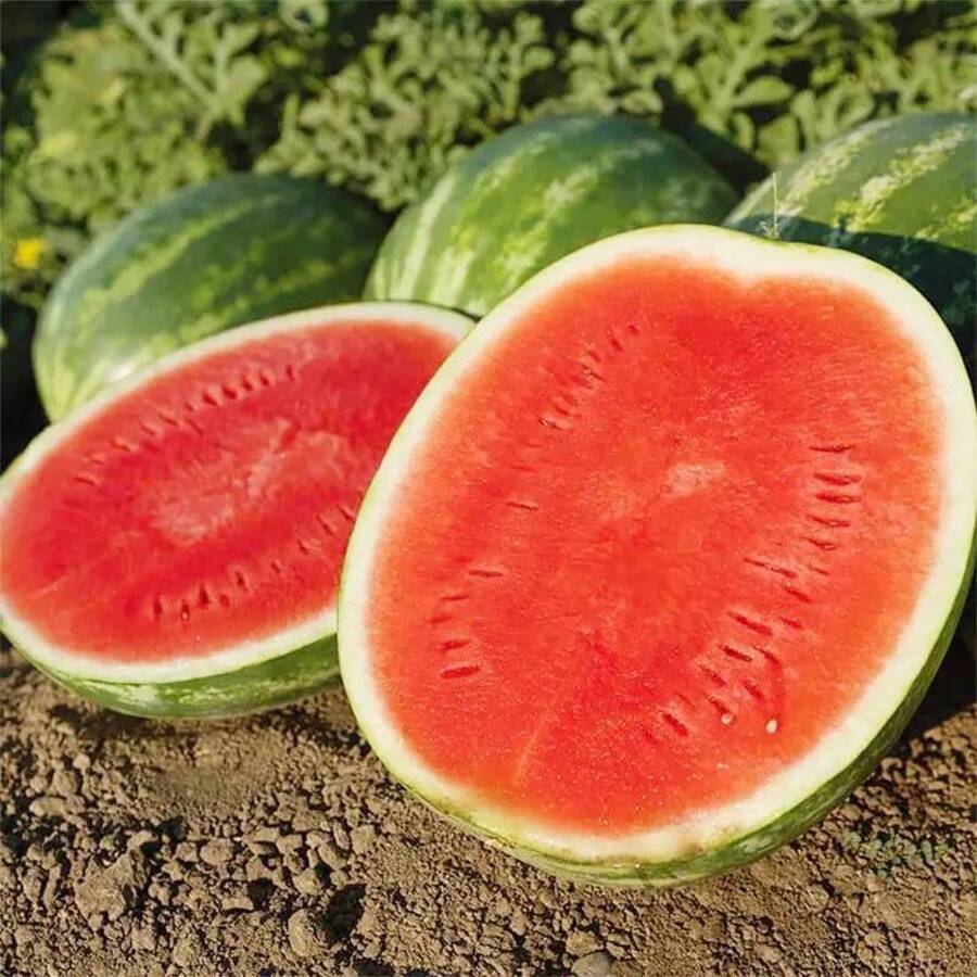 33 graines de pastèque Sugar Baby pour la plantation - Graines de fruits anciennes non-OGM de qualité supérieure pour la création d'un jardin domestique - Voir 1