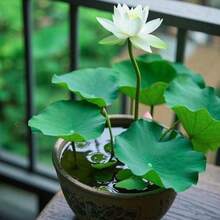 10pcs Easy To CultivateFlower Seeds-- Pre-Germinated Lotus Seeds - High Germination Rate, Suitable For Beginners| Suitable For Terrace Waterscape Gardens And Container Planting - 10PCS - View 4