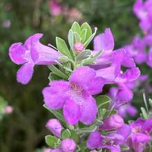 Flower Seeds - View 6