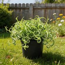 200 Graines de Fleurs d'Orchidée pour le Seuil de la Fenêtre, le Balcon, le Jardin, Décoration de Plantes en Pot Élégantes - Voir 3