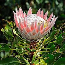 Plant Seeds - View 2